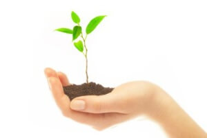 Human hands hold and preserve a young plant